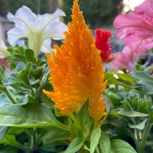 Meet your Posher, Sarai